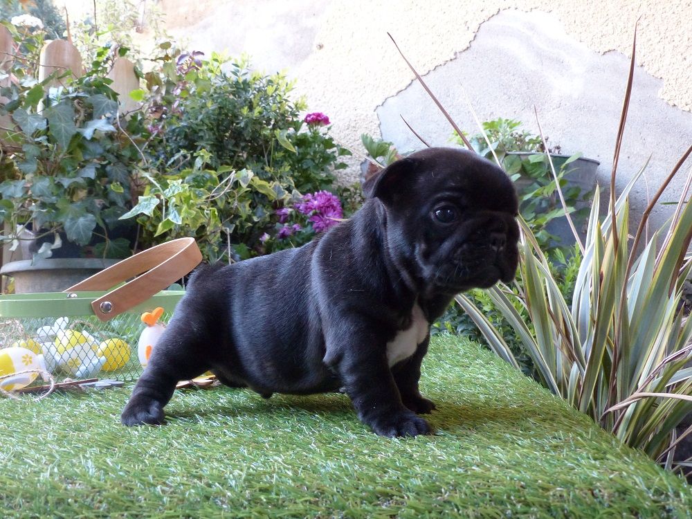 du Chevalier Gascon - Bon Week End !!!!
