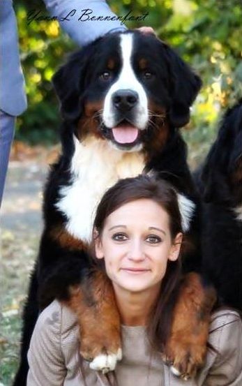 du Chevalier Gascon - Paris Dog Show.......