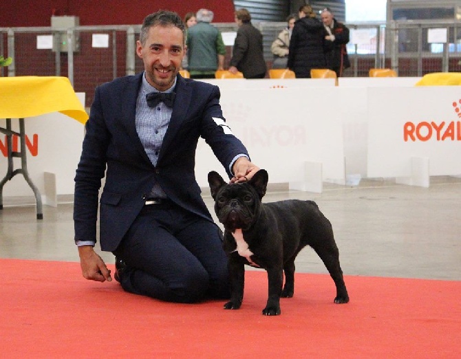 du Chevalier Gascon - De Retour de Perpignan, 3 Expos dans le Week End....