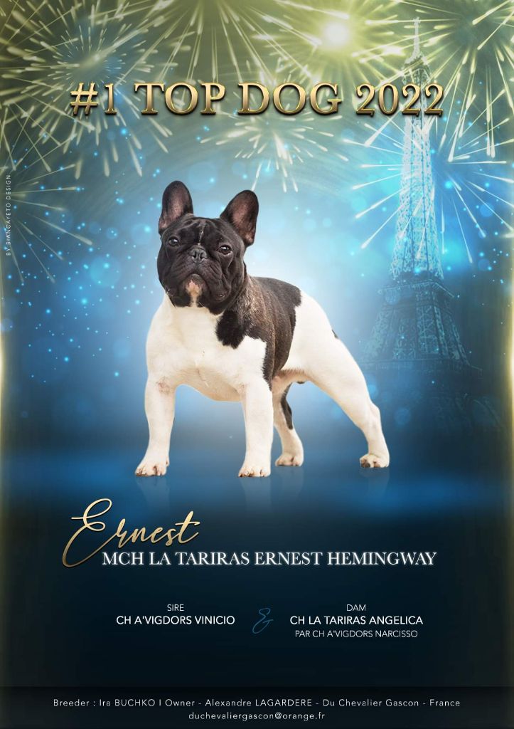 du Chevalier Gascon - Ernest : TOP BOULEDOGUE 2022
