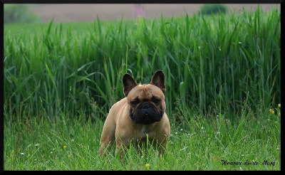 du Chevalier Gascon - De retour de Castelnaudary... Best in Show pour Ethel