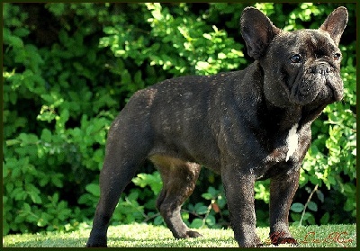 du Chevalier Gascon - Exposition d'AUCH: 6 Chiens 6 Premiers....