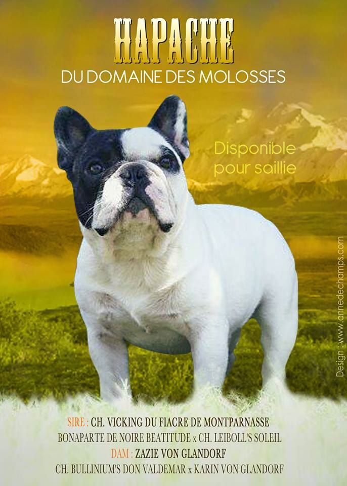 du Chevalier Gascon - Pachou......