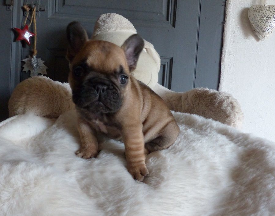 du Chevalier Gascon - Pics des Chiots....