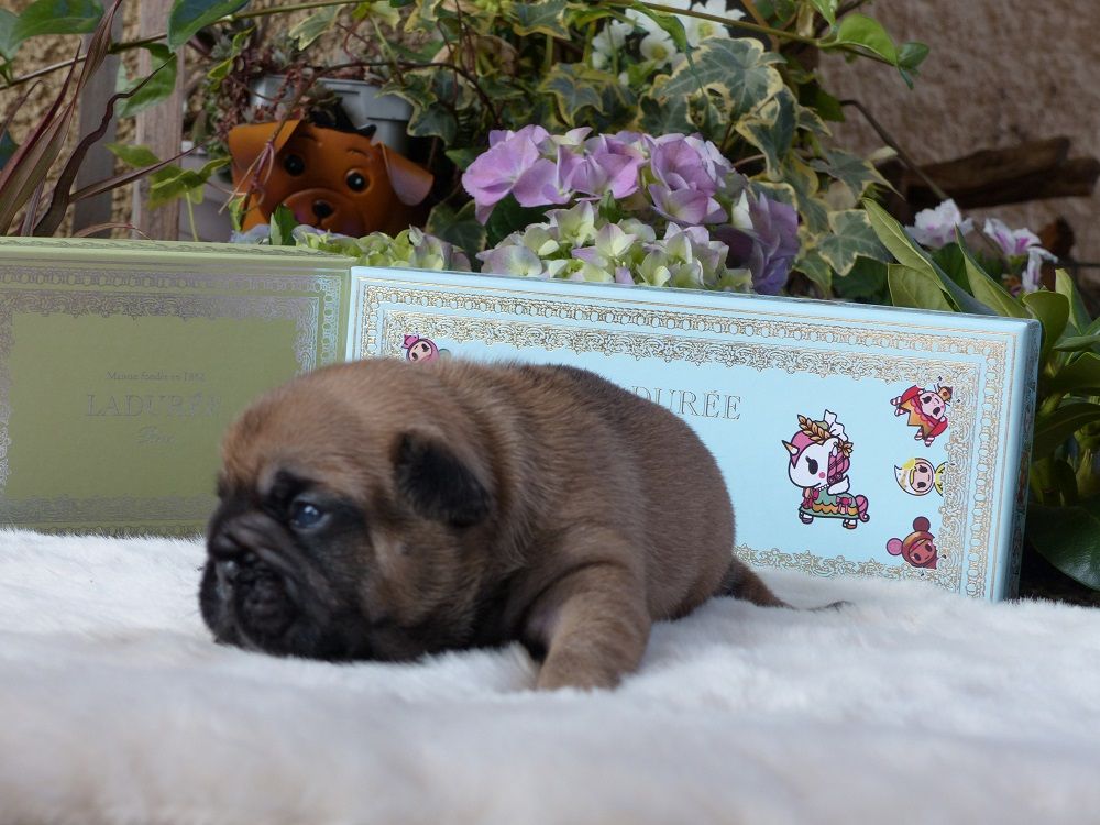 du Chevalier Gascon - Pics des Chiots....