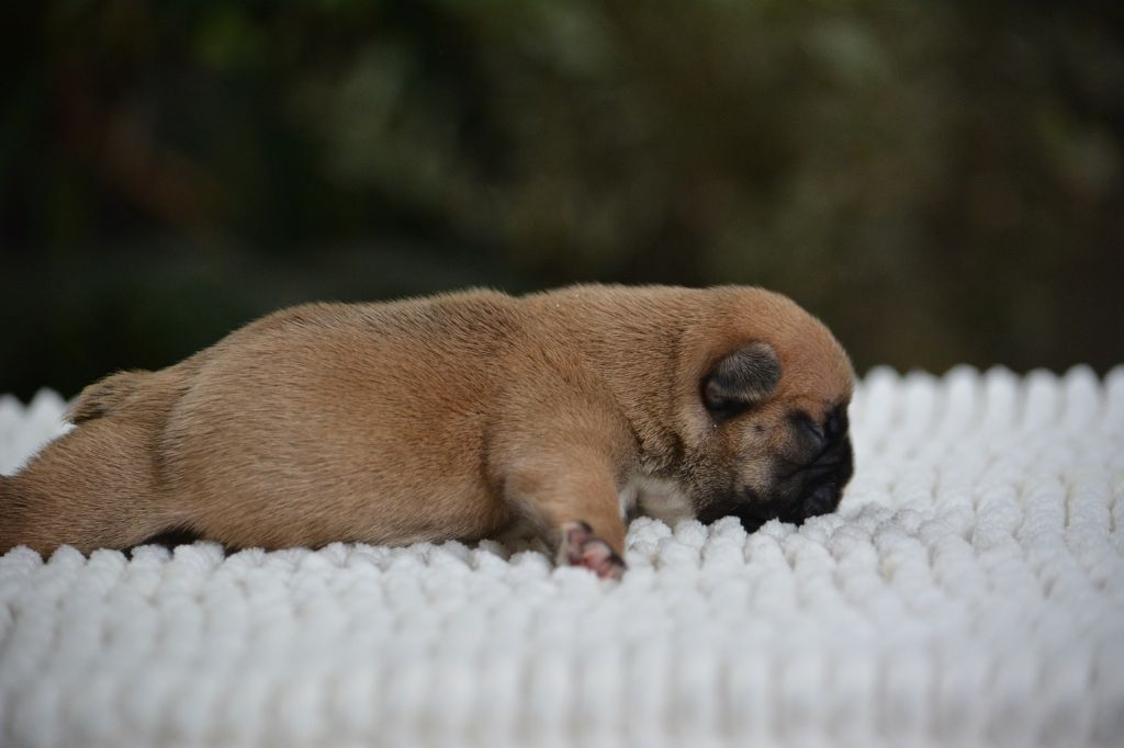 du Chevalier Gascon - Chiots disponibles - Bouledogue français