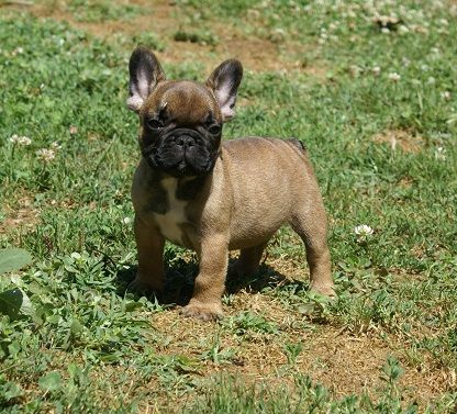 Chiot Bouledogue français du Chevalier Gascon