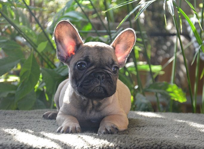 du Chevalier Gascon - Bouledogue français - Portée née le 22/11/2023