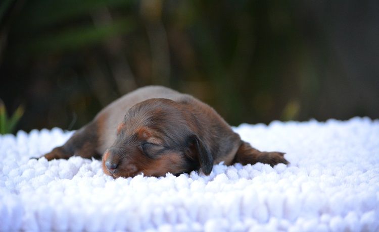 du Chevalier Gascon - Chiots disponibles - Teckel poil long