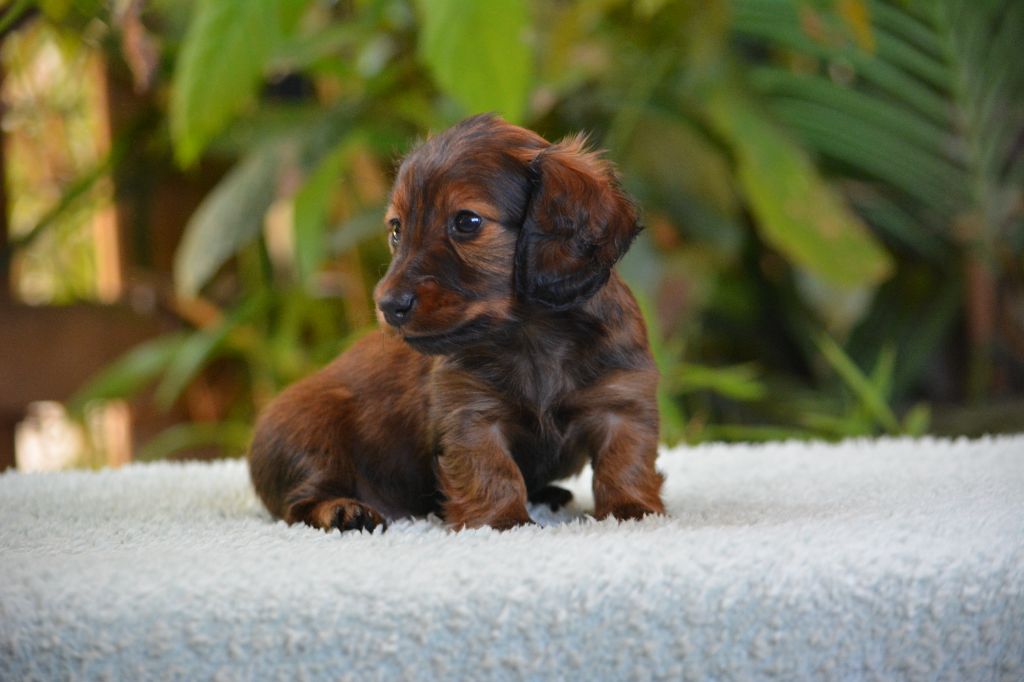 du Chevalier Gascon - Chiots disponibles - Teckel poil long