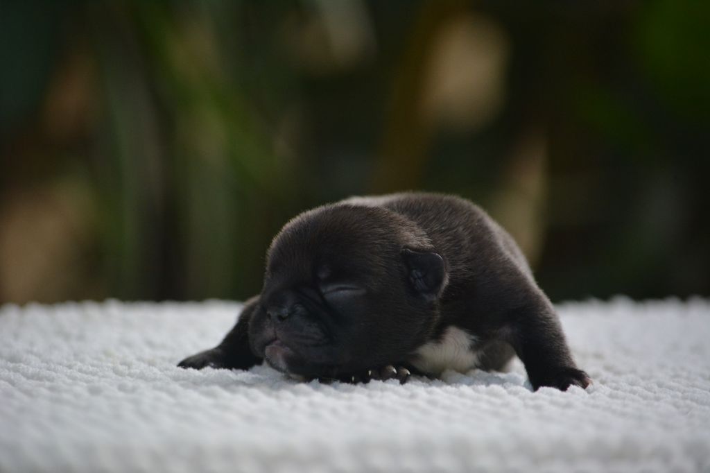 du Chevalier Gascon - Chiots disponibles - Bouledogue français