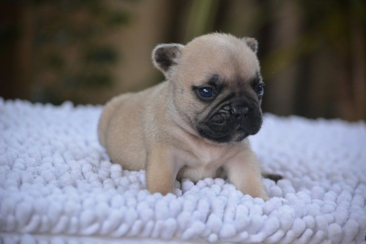 du Chevalier Gascon - Chiots disponibles - Bouledogue français