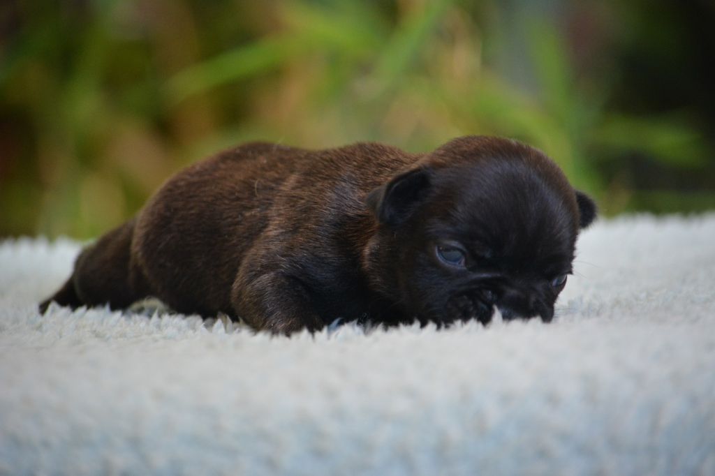 du Chevalier Gascon - Chiots disponibles - Bouledogue français