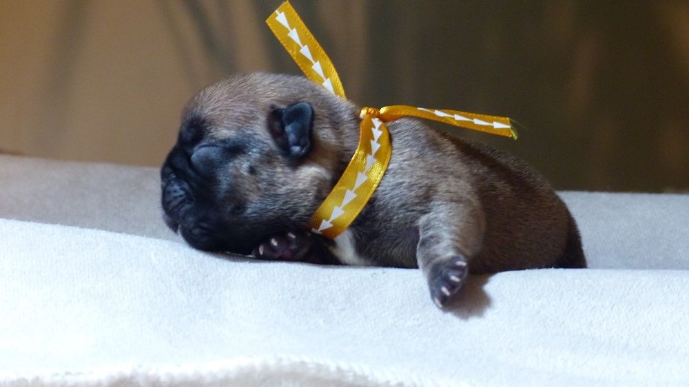 du Chevalier Gascon - Bouledogue français - Portée née le 23/07/2021