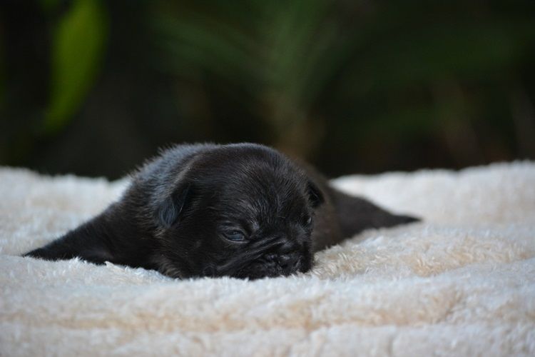 du Chevalier Gascon - Chiots disponibles - Bouledogue français