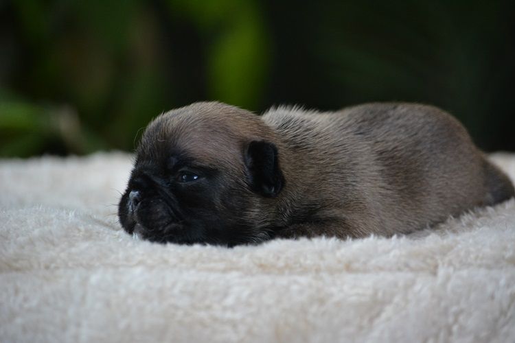 du Chevalier Gascon - Chiots disponibles - Bouledogue français