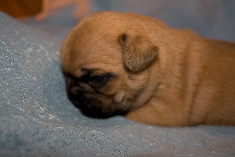 Chiot Bouledogue français du Chevalier Gascon
