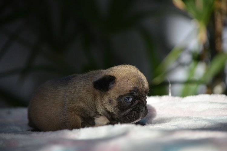du Chevalier Gascon - Chiots disponibles - Bouledogue français