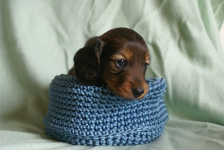 du Chevalier Gascon - Teckel poil long - Portée née le 07/02/2020