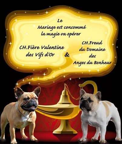 du Chevalier Gascon - Bouledogue français - Portée née le 10/02/2014