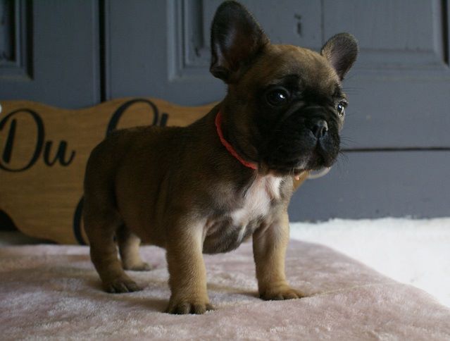 Chiot Bouledogue français du Chevalier Gascon