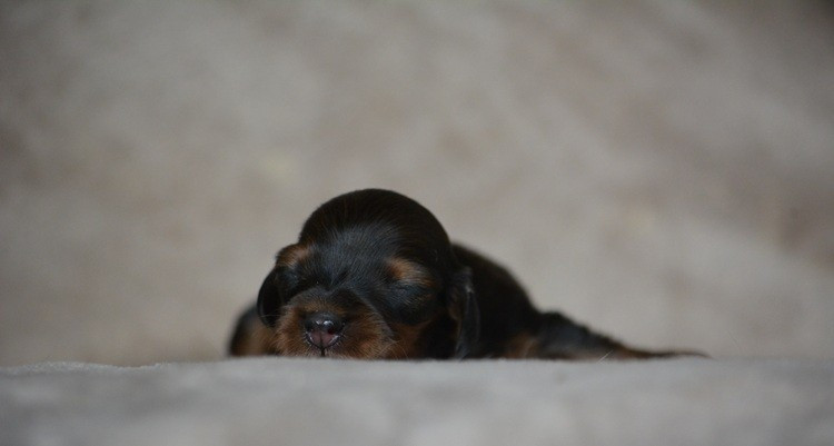 du Chevalier Gascon - Chiots disponibles - Teckel poil long