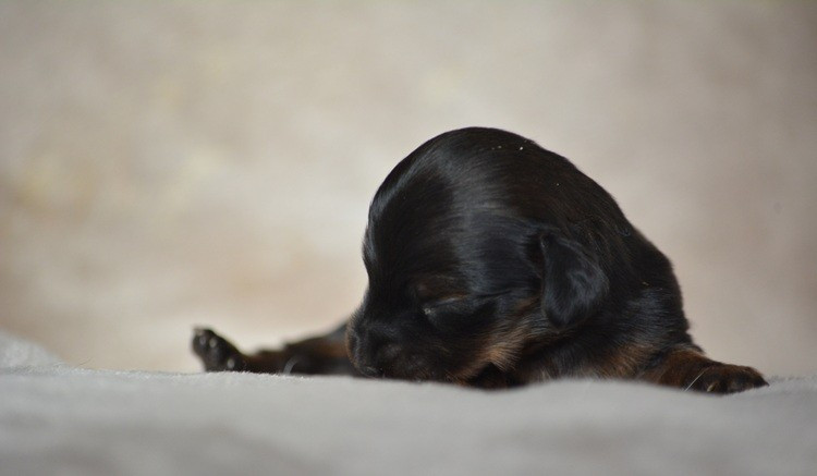 du Chevalier Gascon - Chiots disponibles - Teckel poil long