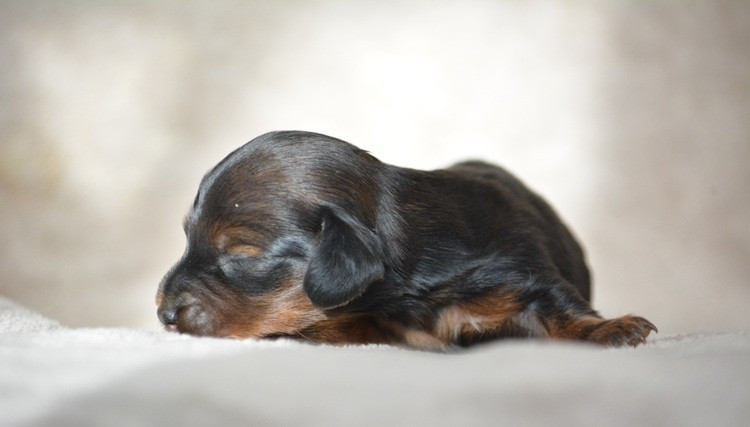 du Chevalier Gascon - Chiots disponibles - Teckel poil long