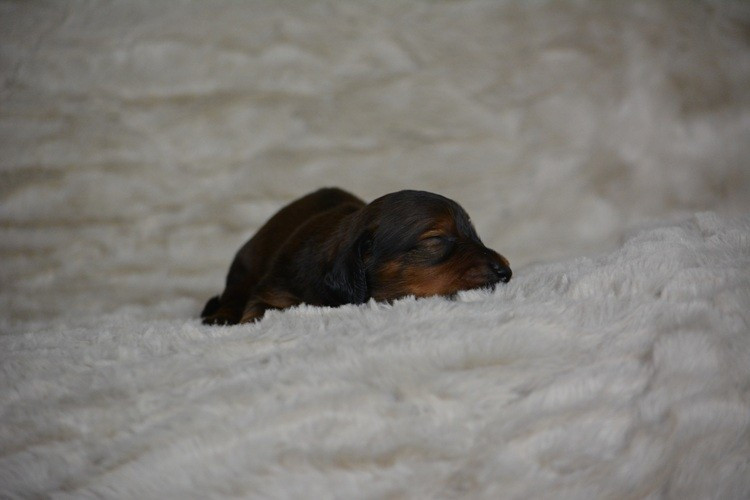 du Chevalier Gascon - Chiots disponibles - Teckel poil long