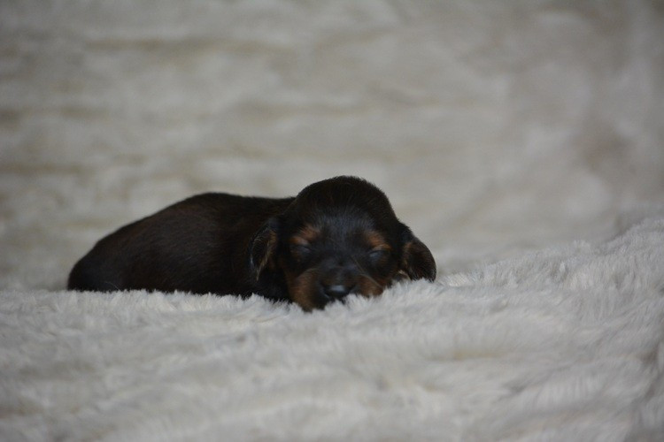 du Chevalier Gascon - Chiots disponibles - Teckel poil long