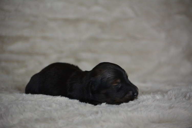 du Chevalier Gascon - Chiots disponibles - Teckel poil long