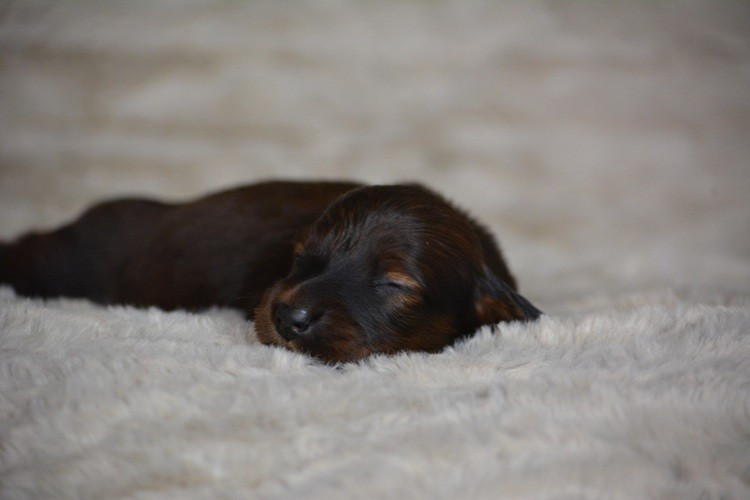 du Chevalier Gascon - Chiots disponibles - Teckel poil long