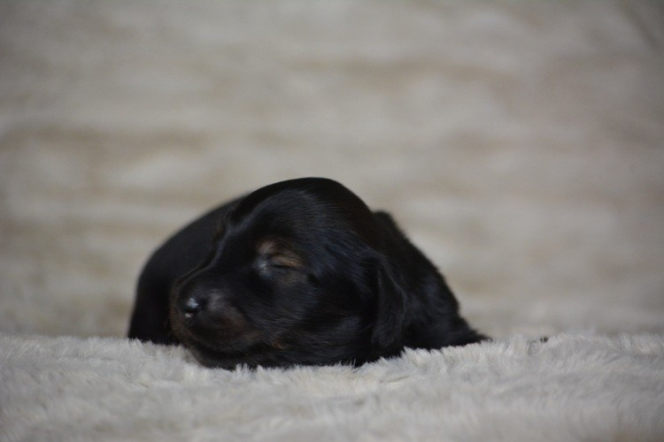 du Chevalier Gascon - Chiots disponibles - Teckel poil long
