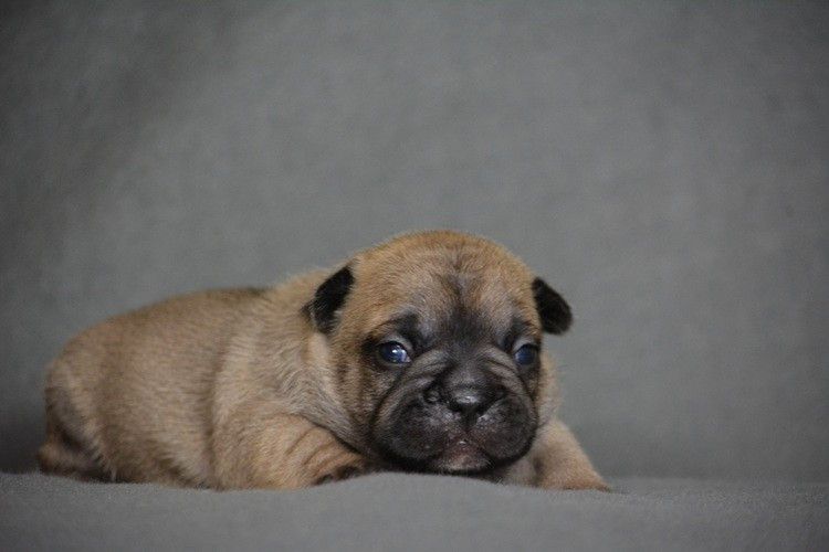 du Chevalier Gascon - Chiots disponibles - Bouledogue français