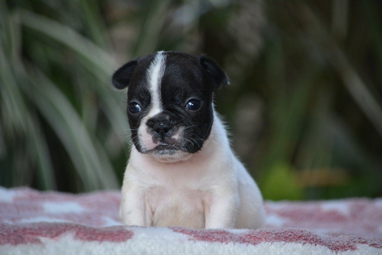 du Chevalier Gascon - Chiots disponibles - Bouledogue français