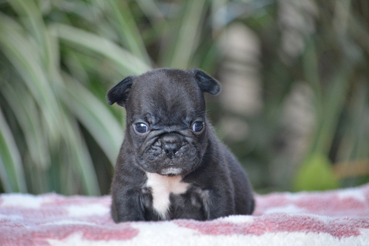 du Chevalier Gascon - Chiots disponibles - Bouledogue français