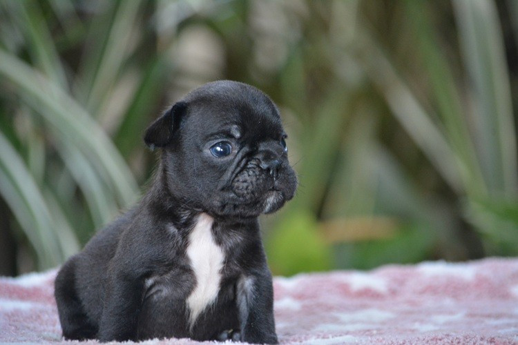 du Chevalier Gascon - Chiots disponibles - Bouledogue français