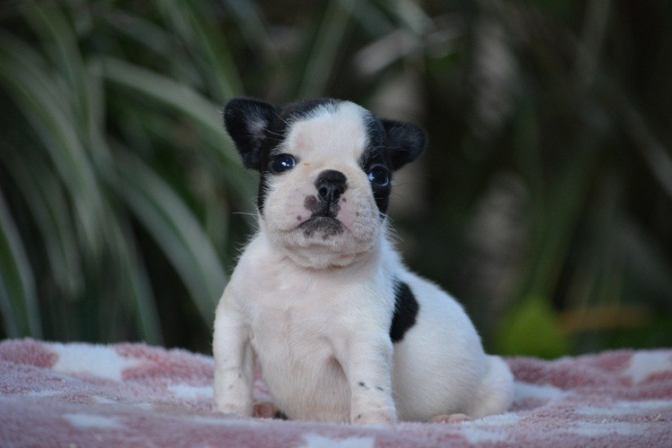 du Chevalier Gascon - Chiots disponibles - Bouledogue français