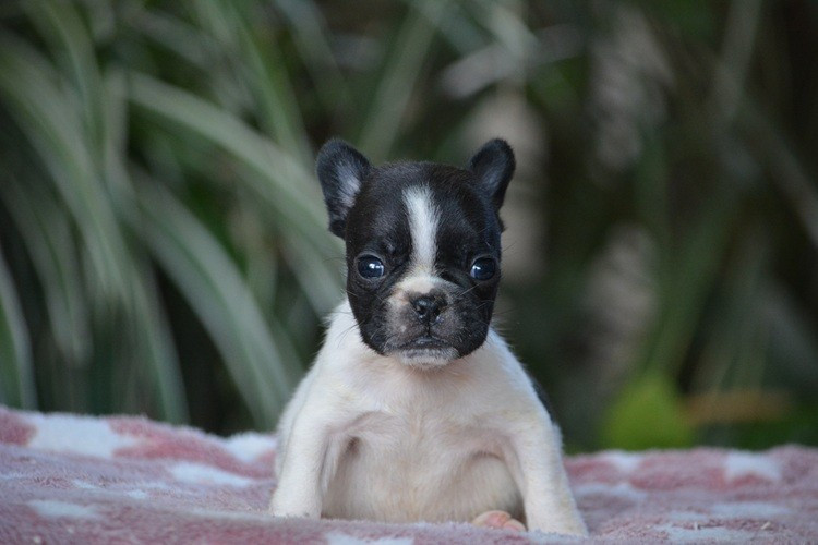 du Chevalier Gascon - Chiots disponibles - Bouledogue français