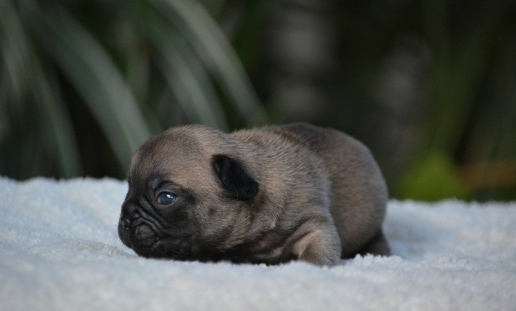 du Chevalier Gascon - Chiots disponibles - Bouledogue français