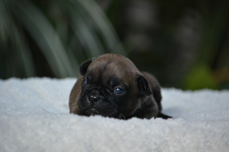 du Chevalier Gascon - Chiots disponibles - Bouledogue français