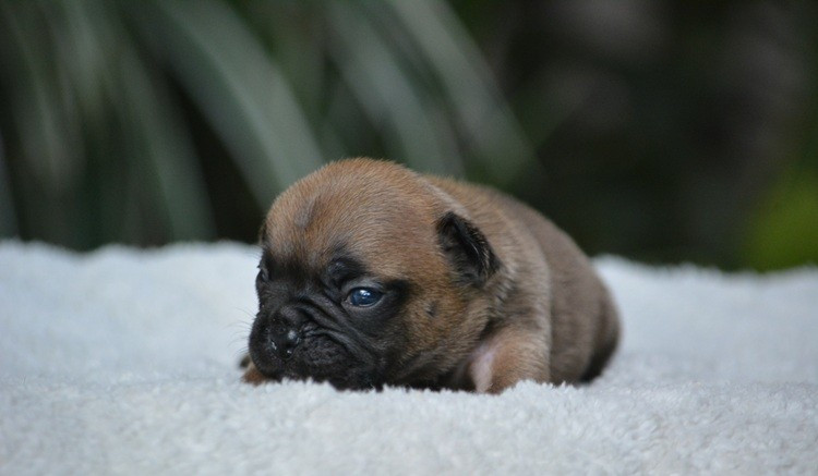 du Chevalier Gascon - Chiots disponibles - Bouledogue français