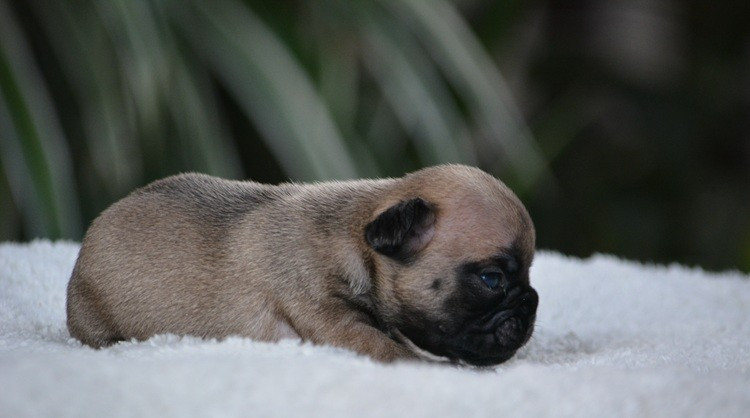 du Chevalier Gascon - Chiots disponibles - Bouledogue français