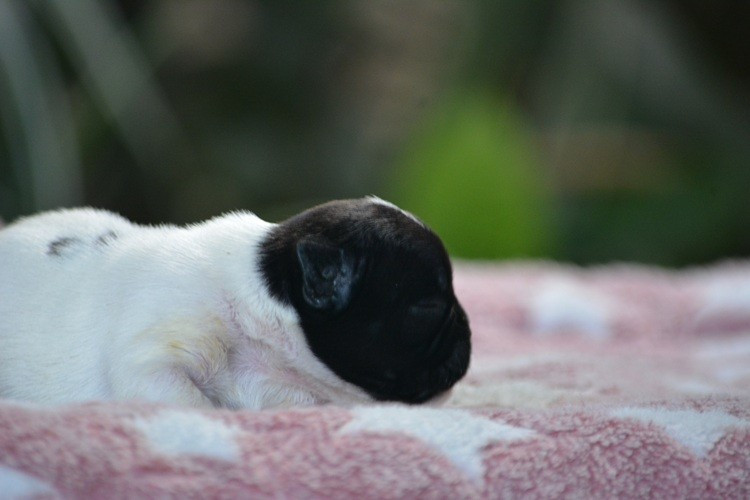 du Chevalier Gascon - Chiots disponibles - Bouledogue français