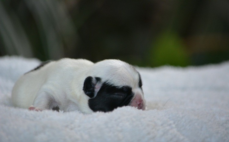 du Chevalier Gascon - Chiots disponibles - Bouledogue français