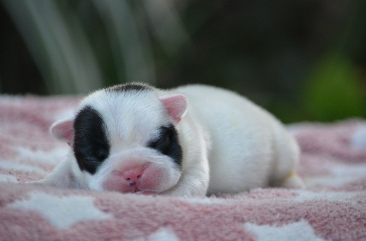 du Chevalier Gascon - Chiots disponibles - Bouledogue français