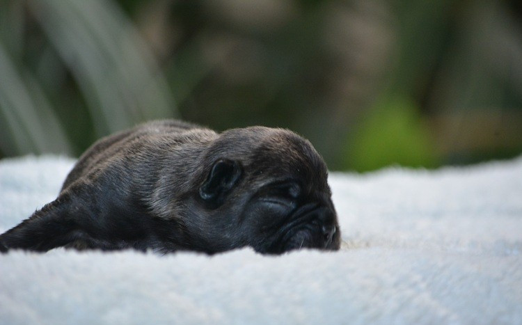 du Chevalier Gascon - Chiots disponibles - Bouledogue français