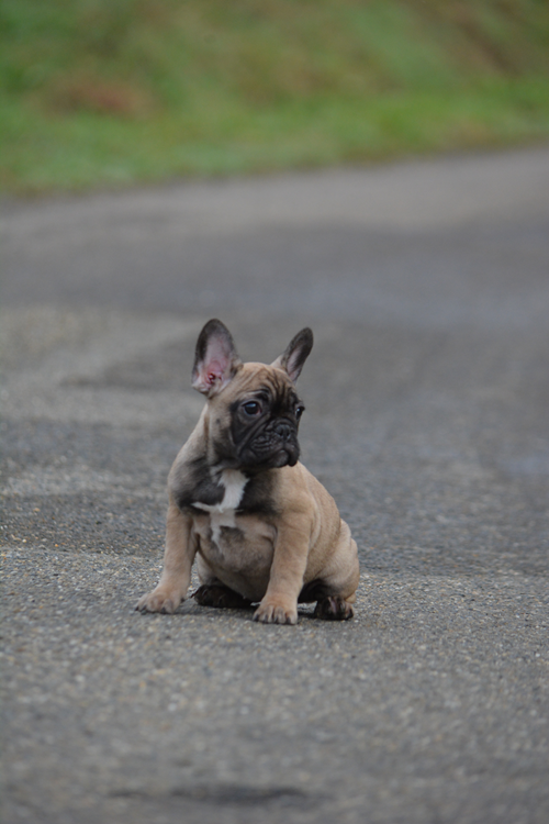du Chevalier Gascon - Chiots disponibles - Bouledogue français