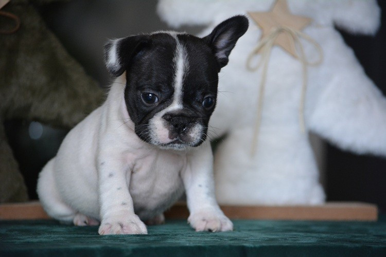 du Chevalier Gascon - Chiots disponibles - Bouledogue français