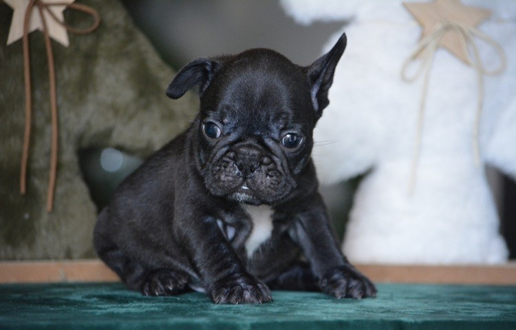 du Chevalier Gascon - Chiots disponibles - Bouledogue français